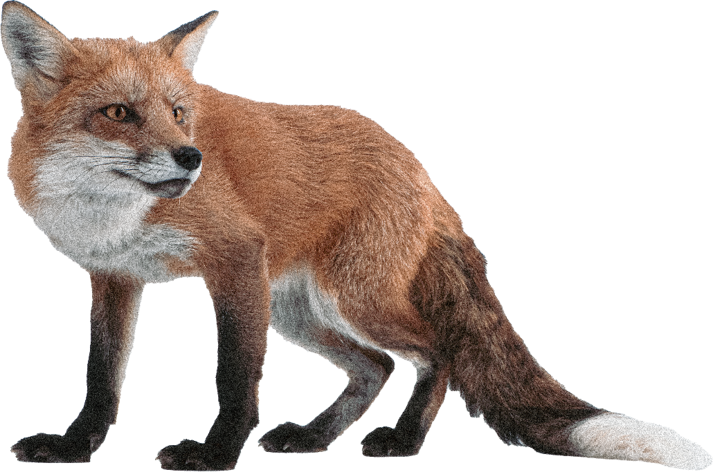 fuchs