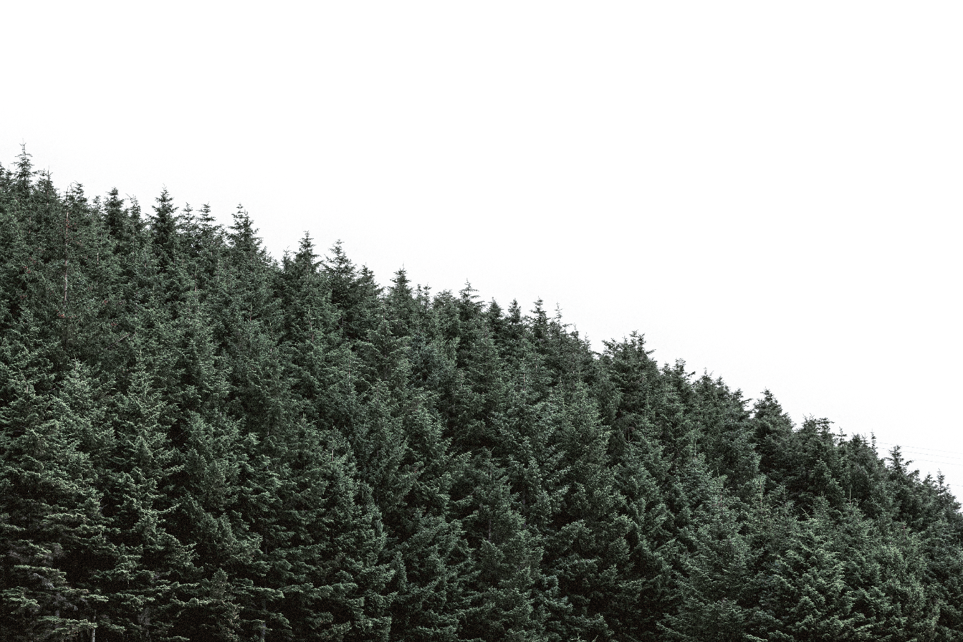 wald